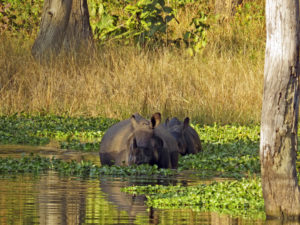 Nashörner beim Baden im Chitwan-Nationalpark