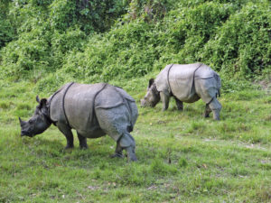 Nashorn-Paar im Chitwan-Nationalpark