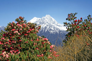 Prächtige Rhododendronblüten in Nepal