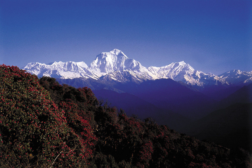 Ausblick vom Poon Hill auf Dhaulagiri und Dhampus Peak