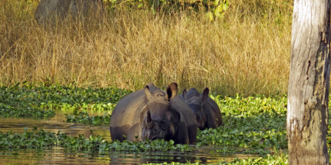 Nashörner beim Baden im Chitwan-Nationalpark