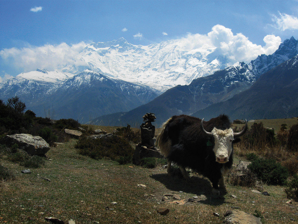 Yak auf der Annapurna-Runde