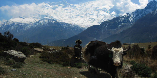 Yak auf der Annapurna-Runde